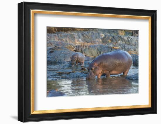 Africa. Tanzania. Hippopotamus, Serengeti National Park.-Ralph H. Bendjebar-Framed Photographic Print