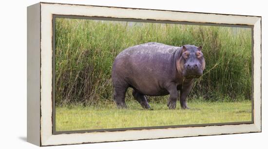 Africa. Tanzania. Hippopotamus, Serengeti National Park.-Ralph H. Bendjebar-Framed Premier Image Canvas