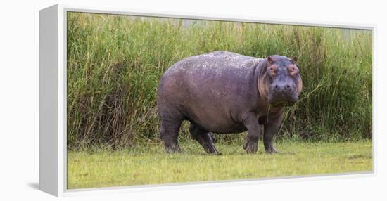 Africa. Tanzania. Hippopotamus, Serengeti National Park.-Ralph H. Bendjebar-Framed Premier Image Canvas