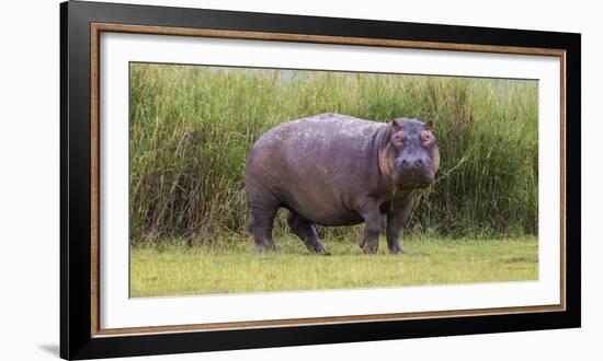 Africa. Tanzania. Hippopotamus, Serengeti National Park.-Ralph H. Bendjebar-Framed Photographic Print