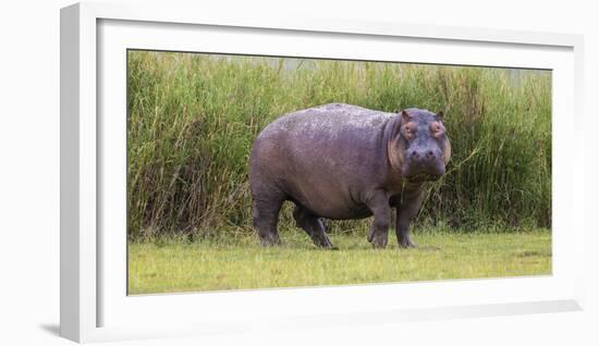 Africa. Tanzania. Hippopotamus, Serengeti National Park.-Ralph H. Bendjebar-Framed Photographic Print