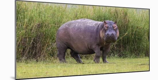 Africa. Tanzania. Hippopotamus, Serengeti National Park.-Ralph H. Bendjebar-Mounted Photographic Print