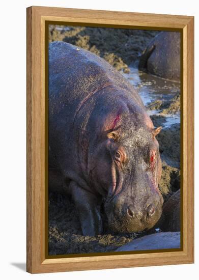 Africa. Tanzania. Hippopotamus, Serengeti National Park.-Ralph H. Bendjebar-Framed Premier Image Canvas