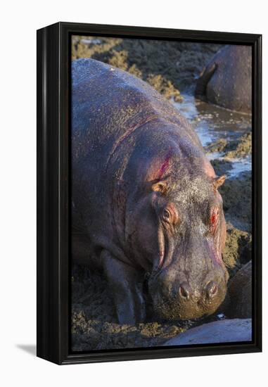 Africa. Tanzania. Hippopotamus, Serengeti National Park.-Ralph H. Bendjebar-Framed Premier Image Canvas