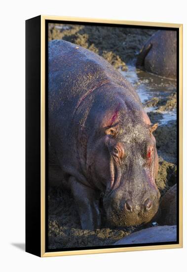 Africa. Tanzania. Hippopotamus, Serengeti National Park.-Ralph H. Bendjebar-Framed Premier Image Canvas