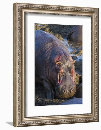 Africa. Tanzania. Hippopotamus, Serengeti National Park.-Ralph H. Bendjebar-Framed Photographic Print