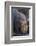 Africa. Tanzania. Hippopotamus, Serengeti National Park.-Ralph H. Bendjebar-Framed Photographic Print