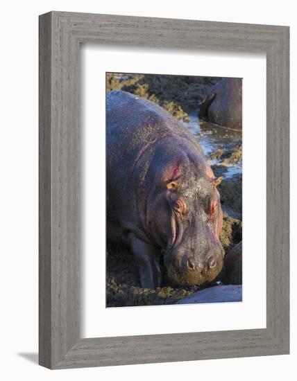 Africa. Tanzania. Hippopotamus, Serengeti National Park.-Ralph H. Bendjebar-Framed Photographic Print