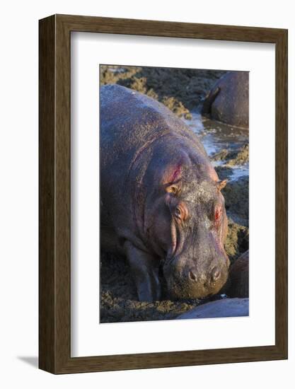 Africa. Tanzania. Hippopotamus, Serengeti National Park.-Ralph H. Bendjebar-Framed Photographic Print