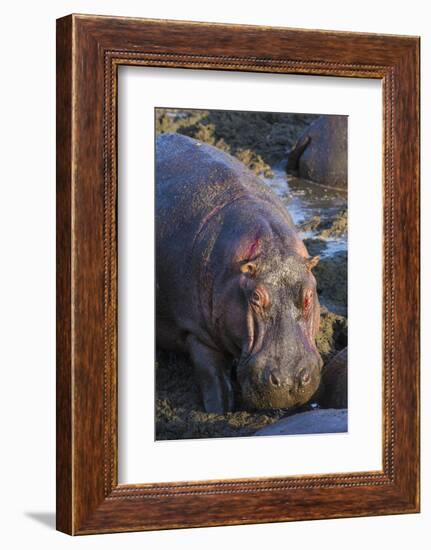 Africa. Tanzania. Hippopotamus, Serengeti National Park.-Ralph H. Bendjebar-Framed Photographic Print