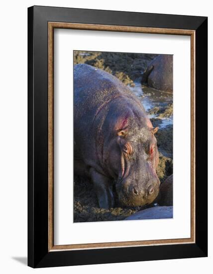 Africa. Tanzania. Hippopotamus, Serengeti National Park.-Ralph H. Bendjebar-Framed Photographic Print