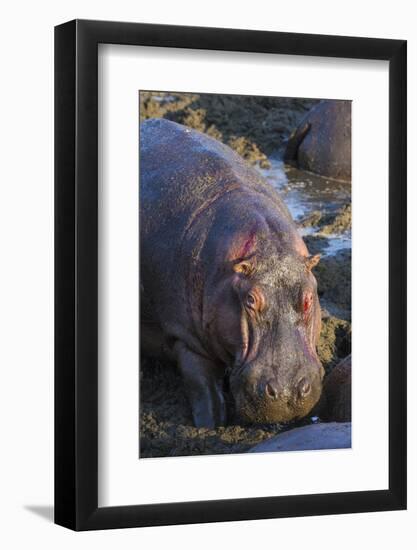 Africa. Tanzania. Hippopotamus, Serengeti National Park.-Ralph H. Bendjebar-Framed Photographic Print