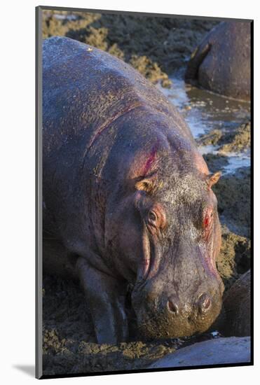 Africa. Tanzania. Hippopotamus, Serengeti National Park.-Ralph H. Bendjebar-Mounted Photographic Print