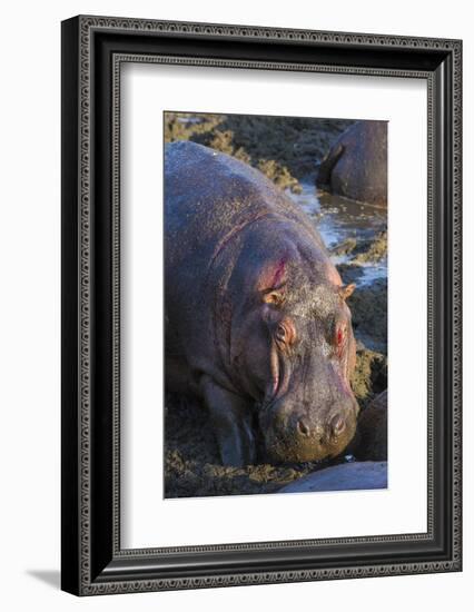 Africa. Tanzania. Hippopotamus, Serengeti National Park.-Ralph H. Bendjebar-Framed Photographic Print