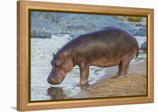 Africa. Tanzania. Hippopotamus, Serengeti National Park.-Ralph H. Bendjebar-Framed Premier Image Canvas