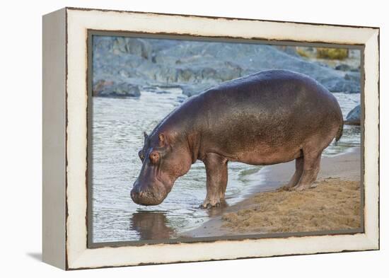 Africa. Tanzania. Hippopotamus, Serengeti National Park.-Ralph H. Bendjebar-Framed Premier Image Canvas