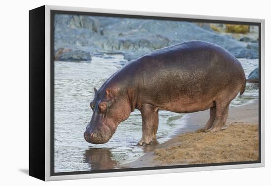 Africa. Tanzania. Hippopotamus, Serengeti National Park.-Ralph H. Bendjebar-Framed Premier Image Canvas