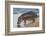 Africa. Tanzania. Hippopotamus, Serengeti National Park.-Ralph H. Bendjebar-Framed Photographic Print