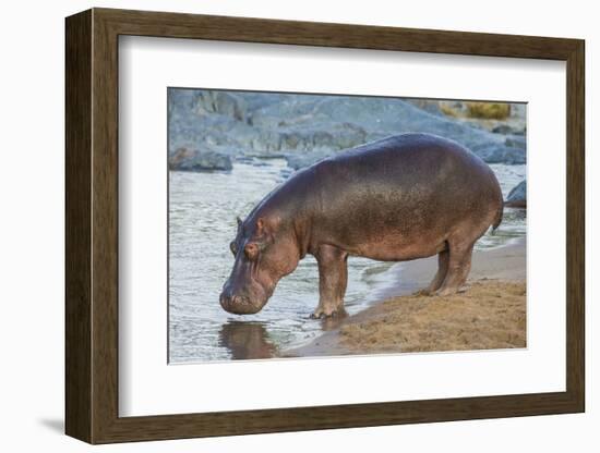 Africa. Tanzania. Hippopotamus, Serengeti National Park.-Ralph H. Bendjebar-Framed Photographic Print