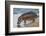 Africa. Tanzania. Hippopotamus, Serengeti National Park.-Ralph H. Bendjebar-Framed Photographic Print