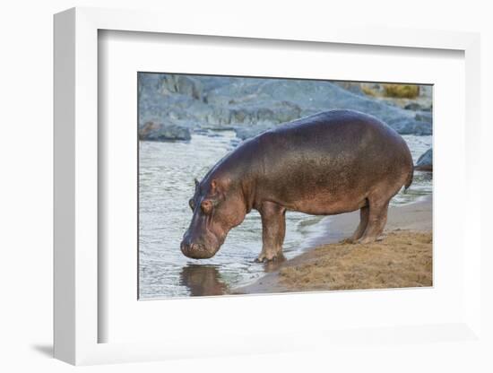 Africa. Tanzania. Hippopotamus, Serengeti National Park.-Ralph H. Bendjebar-Framed Photographic Print