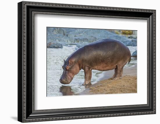 Africa. Tanzania. Hippopotamus, Serengeti National Park.-Ralph H. Bendjebar-Framed Photographic Print