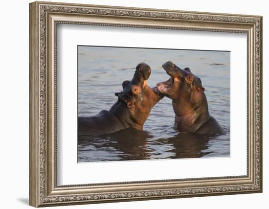 Africa. Tanzania. Hippopotamus, Serengeti National Park.-Ralph H. Bendjebar-Framed Photographic Print