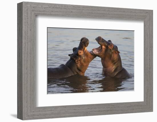 Africa. Tanzania. Hippopotamus, Serengeti National Park.-Ralph H. Bendjebar-Framed Photographic Print