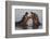 Africa. Tanzania. Hippopotamus, Serengeti National Park.-Ralph H. Bendjebar-Framed Photographic Print