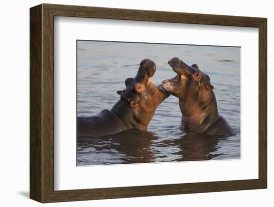 Africa. Tanzania. Hippopotamus, Serengeti National Park.-Ralph H. Bendjebar-Framed Photographic Print