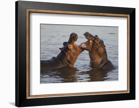 Africa. Tanzania. Hippopotamus, Serengeti National Park.-Ralph H. Bendjebar-Framed Photographic Print