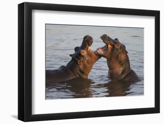 Africa. Tanzania. Hippopotamus, Serengeti National Park.-Ralph H. Bendjebar-Framed Photographic Print