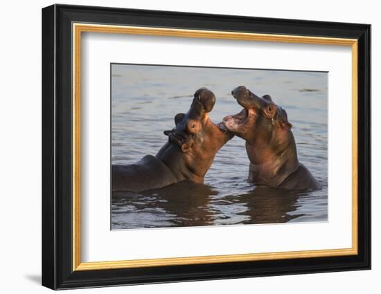 Africa. Tanzania. Hippopotamus, Serengeti National Park.-Ralph H. Bendjebar-Framed Photographic Print