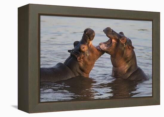 Africa. Tanzania. Hippopotamus, Serengeti National Park.-Ralph H. Bendjebar-Framed Premier Image Canvas