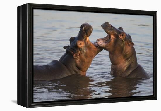 Africa. Tanzania. Hippopotamus, Serengeti National Park.-Ralph H. Bendjebar-Framed Premier Image Canvas