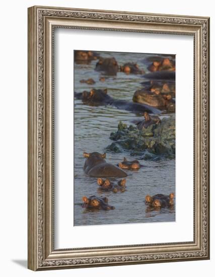 Africa. Tanzania. Hippopotamus, Serengeti National Park.-Ralph H. Bendjebar-Framed Photographic Print