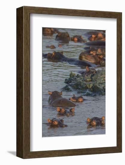 Africa. Tanzania. Hippopotamus, Serengeti National Park.-Ralph H. Bendjebar-Framed Photographic Print