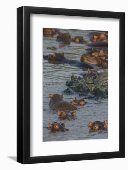 Africa. Tanzania. Hippopotamus, Serengeti National Park.-Ralph H. Bendjebar-Framed Photographic Print