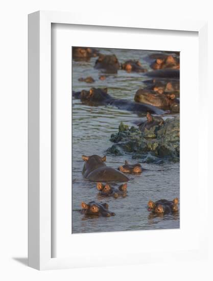 Africa. Tanzania. Hippopotamus, Serengeti National Park.-Ralph H. Bendjebar-Framed Photographic Print