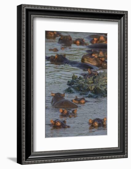 Africa. Tanzania. Hippopotamus, Serengeti National Park.-Ralph H. Bendjebar-Framed Photographic Print