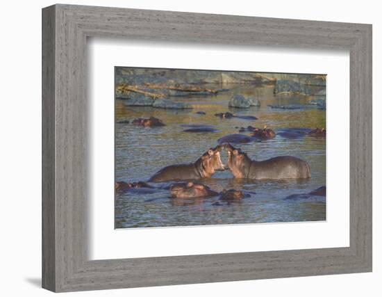 Africa. Tanzania. Hippopotamus, Serengeti National Park.-Ralph H. Bendjebar-Framed Photographic Print