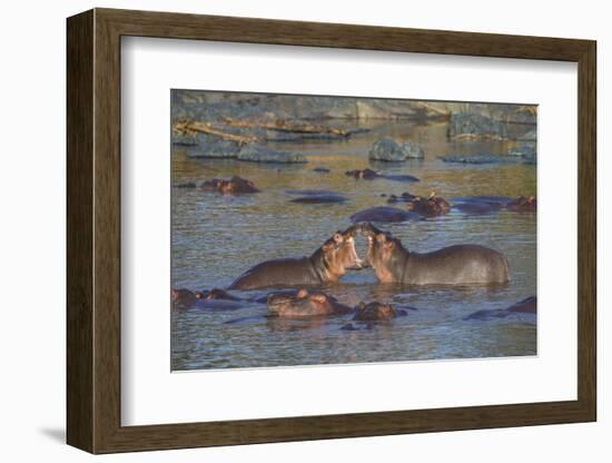 Africa. Tanzania. Hippopotamus, Serengeti National Park.-Ralph H. Bendjebar-Framed Photographic Print