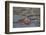 Africa. Tanzania. Hippopotamus, Serengeti National Park.-Ralph H. Bendjebar-Framed Photographic Print