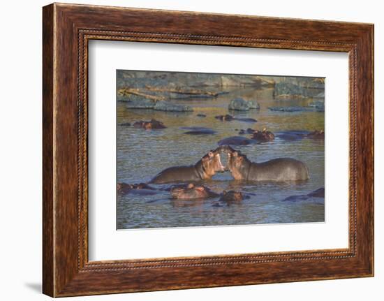 Africa. Tanzania. Hippopotamus, Serengeti National Park.-Ralph H. Bendjebar-Framed Photographic Print