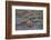 Africa. Tanzania. Hippopotamus, Serengeti National Park.-Ralph H. Bendjebar-Framed Photographic Print