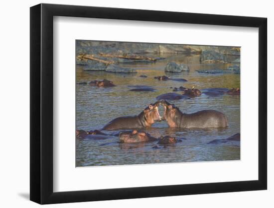 Africa. Tanzania. Hippopotamus, Serengeti National Park.-Ralph H. Bendjebar-Framed Photographic Print