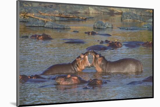 Africa. Tanzania. Hippopotamus, Serengeti National Park.-Ralph H. Bendjebar-Mounted Photographic Print