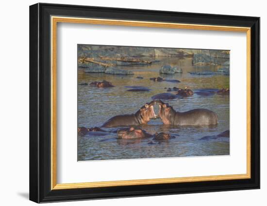 Africa. Tanzania. Hippopotamus, Serengeti National Park.-Ralph H. Bendjebar-Framed Photographic Print