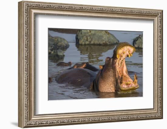 Africa. Tanzania. Hippopotamus, Serengeti National Park.-Ralph H. Bendjebar-Framed Photographic Print