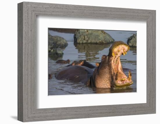 Africa. Tanzania. Hippopotamus, Serengeti National Park.-Ralph H. Bendjebar-Framed Photographic Print